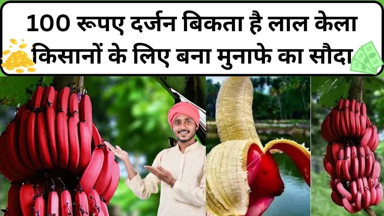 100 रूपए दर्जन बिकता है लाल केला, किसानों के लिए बना मुनाफे का सौदा खेती से होगी ताबड़तोड़ कमाई, जाने खेती करने का तरीका