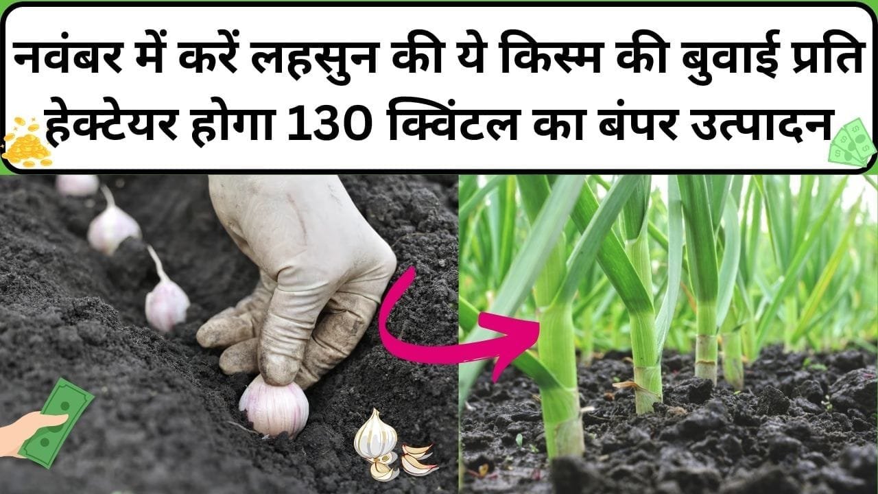 नवंबर में करें लहसुन की ये किस्म की बुवाई, प्रति हेक्टेयर होगा 130 क्विंटल का बंपर उत्पादन समेत तगड़ा मुनाफा, जाने नाम और काम