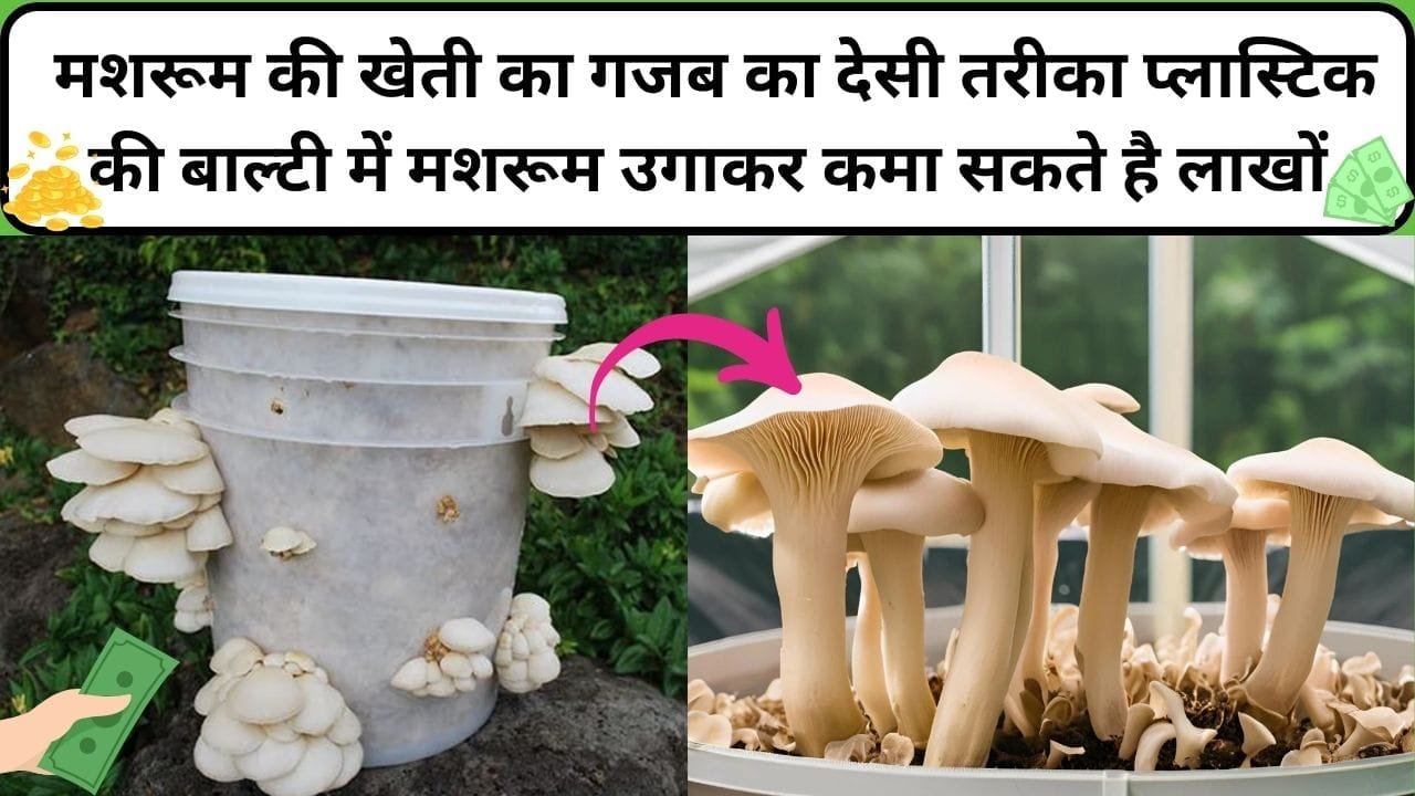 मशरूम की खेती करने का गजब का देसी तरीका, पॉलीथिन नहीं अब प्लास्टिक की बाल्टी में मशरूम उगाकर कमा सकते है लाखों, जानिए कैसे