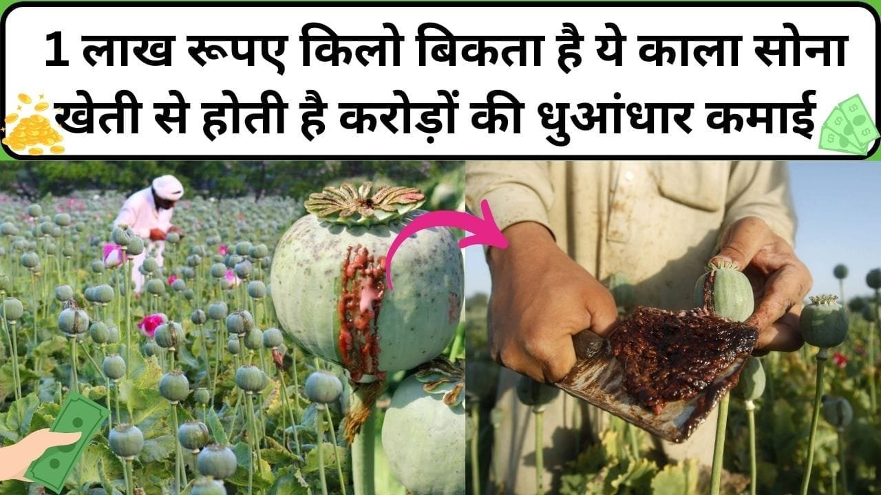 1 लाख रूपए किलो बिकता है ये काला सोना, खेती से होती है करोड़ों रूपए की धुआंधार कमाई समेत बंपर उत्पादन, जाने नाम और काम