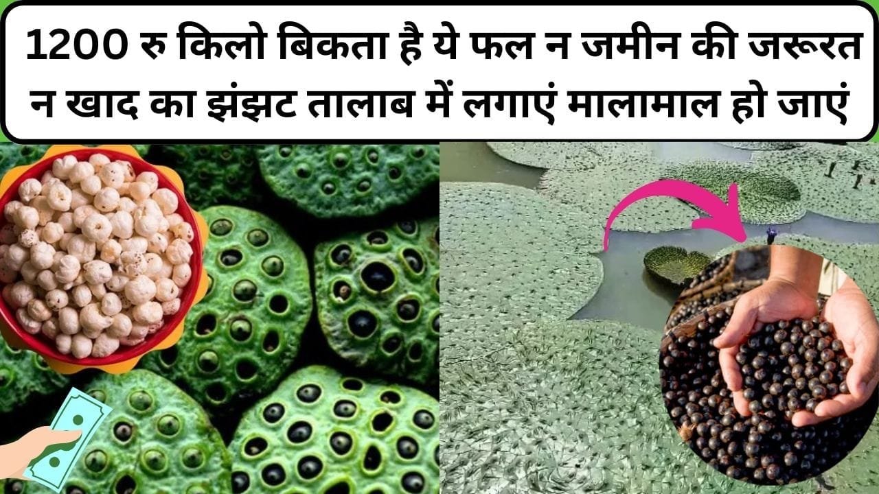 1200 रूपए किलो बिकता है ये फल, खेती से होगी ताबड़तोड़ कमाई न जमीन की जरूरत न खाद का झंझट तालाब में लगाएं मालामाल हो जाएं, जाने नाम और काम