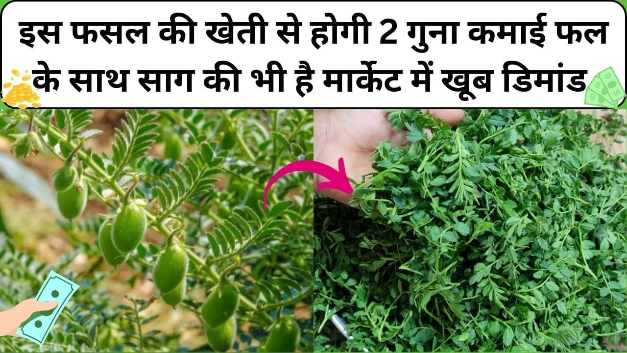इस फसल की खेती से होगी 2 गुना कमाई, फल के साथ साग की भी है मार्केट में खूब डिमांड खेती से हो जाएंगे मालामाल, जाने नाम और काम