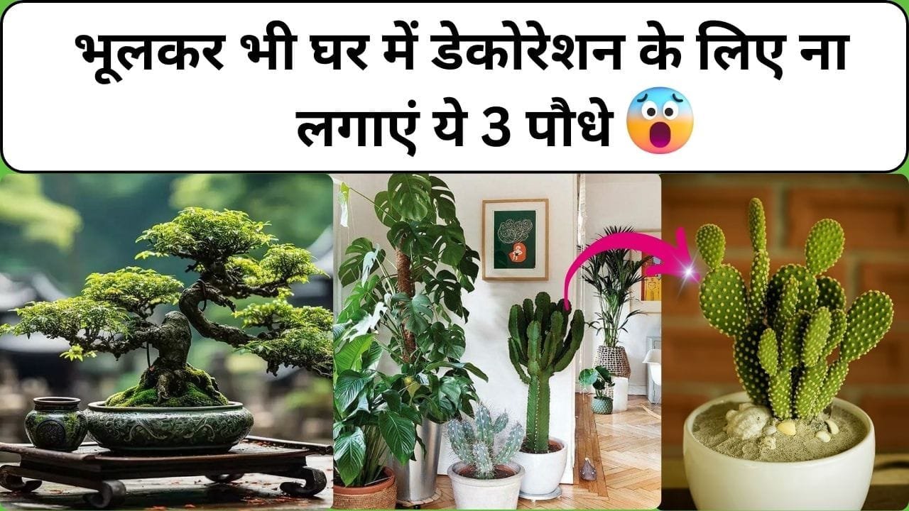 भूलकर भी घर में डेकोरेशन के लिए ना लगाएं ये 3 पौधे, घर में आ जाएगी दरिद्रता और आर्थिक तंगी, जाने कौन-से पौधे है