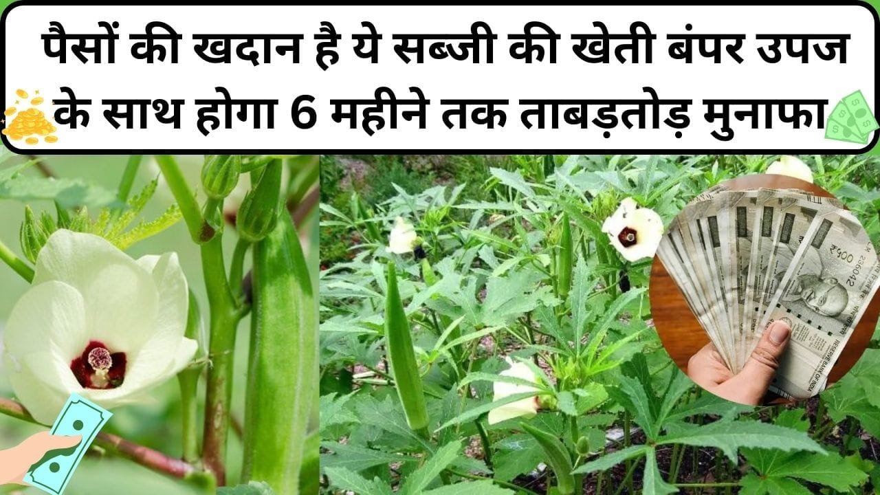पैसों की खदान है ये सब्जी की खेती, लागत-मेहनत दोनों कम बंपर उपज के साथ होगा 6 महीने तक ताबड़तोड़ मुनाफा, जाने नाम और काम