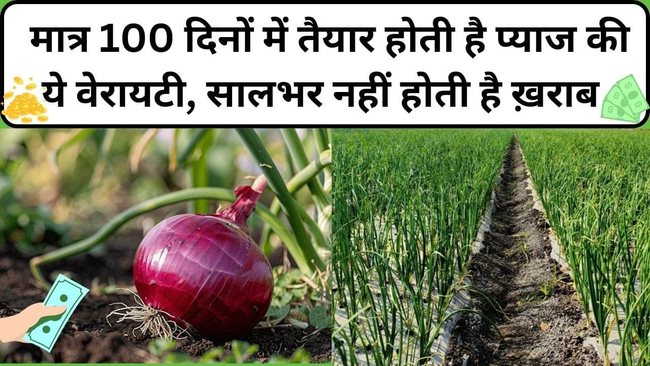 मात्र 100 दिनों में तैयार होती है प्याज की ये वेरायटी, सालभर नहीं होती है ख़राब 1 एकड़ में खेती से होगा छप्परफाड़ मुनाफा, जाने किस्म