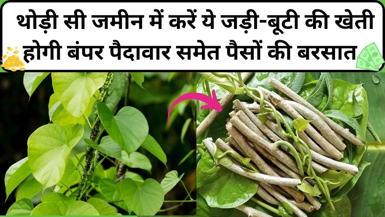 थोड़ी सी जमीन में करें ये जड़ी-बूटी की खेती, लागत-मेहनत की झंझट नहीं, होगी बंपर पैदावार समेत पैसों की बरसात, जाने नाम और काम