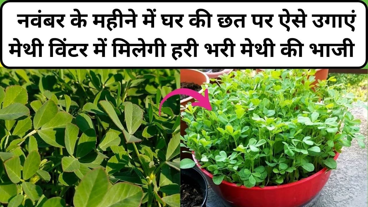 Gardening tips: नवंबर के महीने में घर की छत पर ऐसे उगाएं मेथी, बाजार से खरीदने की नहीं पड़ेगी जरूरत, विंटर में मिलेगी हरी भरी मेथी की भाजी, जाने प्रोसेस