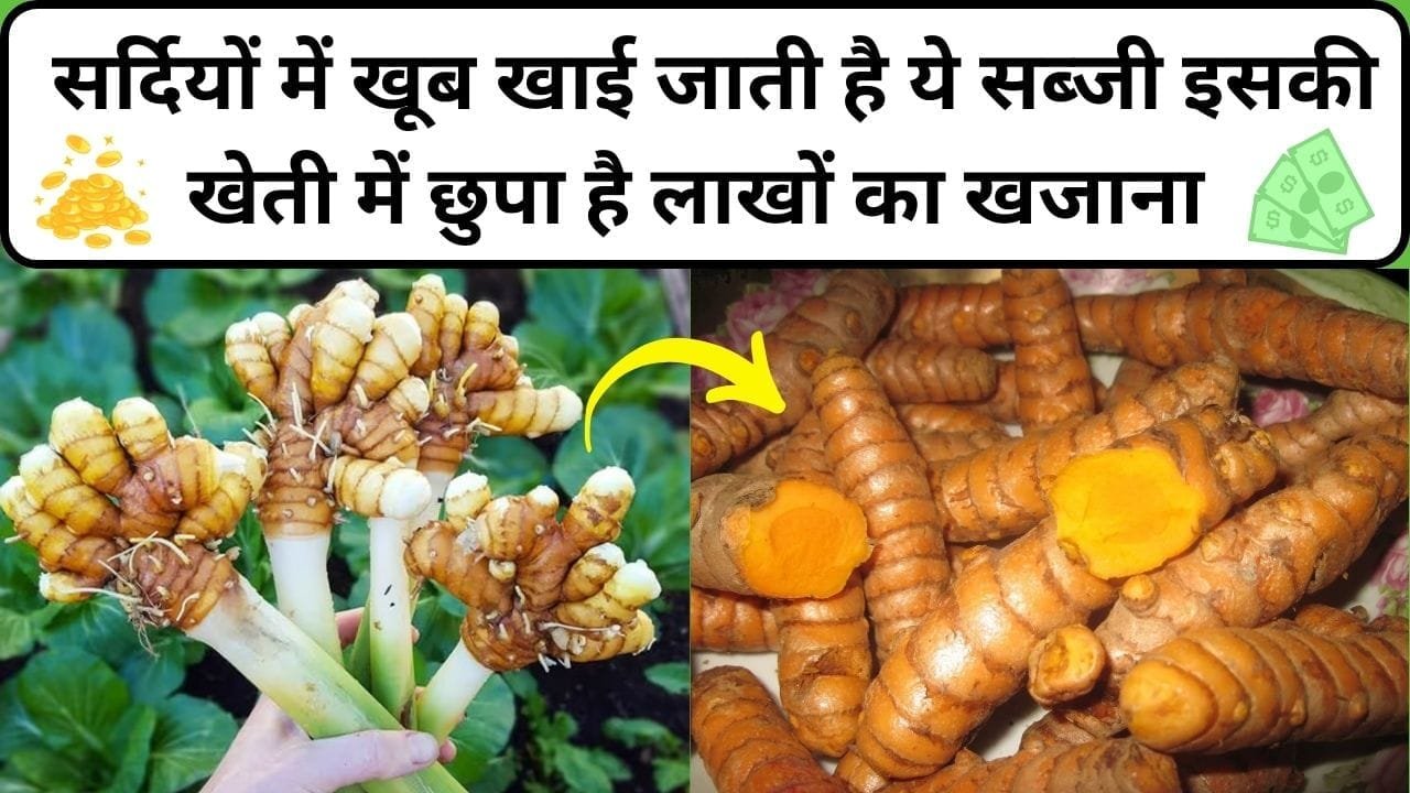 सर्दियों में खूब खाई जाती है ये सब्जी, इसकी खेती में छुपा है लाखों का खजाना कम लागत में भी चमक जाएगी किसानों की किस्मत, जाने नाम और काम