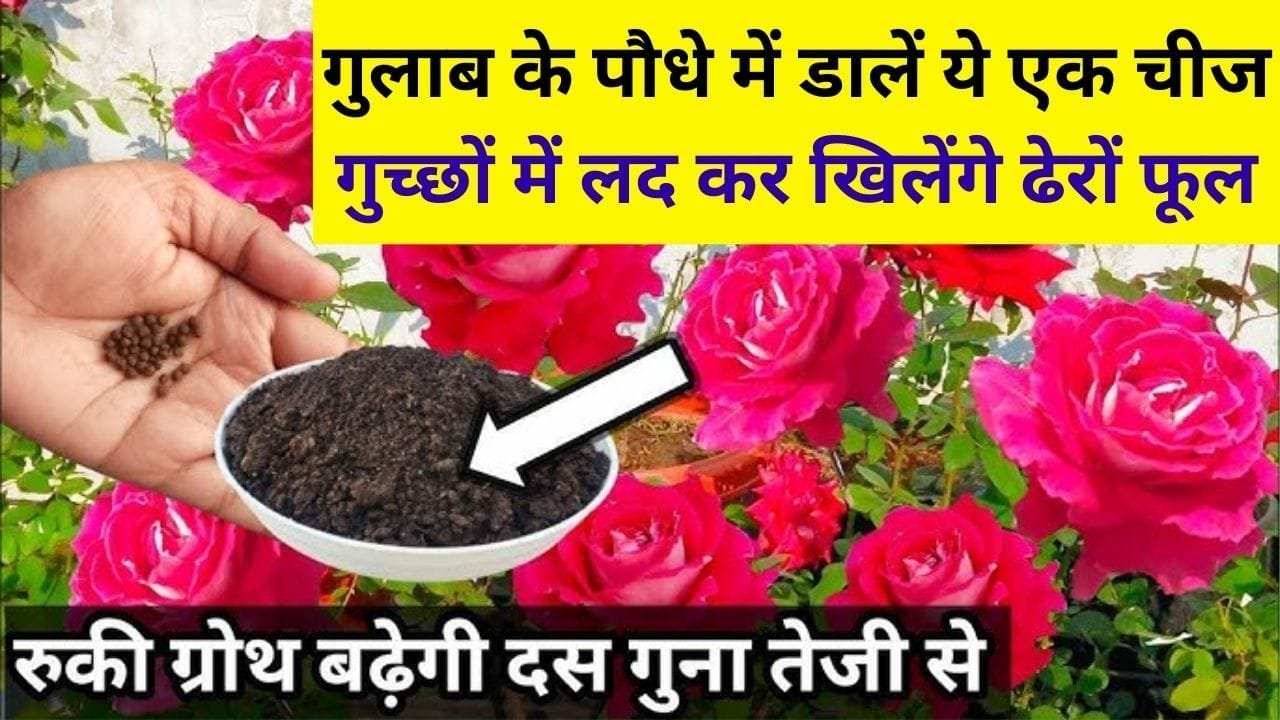 Gardening tips: गुलाब के पौधे में डालें ये एक चीज, गुच्छों में लद कर आएंगे ढेरों फूल, फूलों की खुशबू से महक उठेगा पूरा घर, जाने कौन-सी चीज है