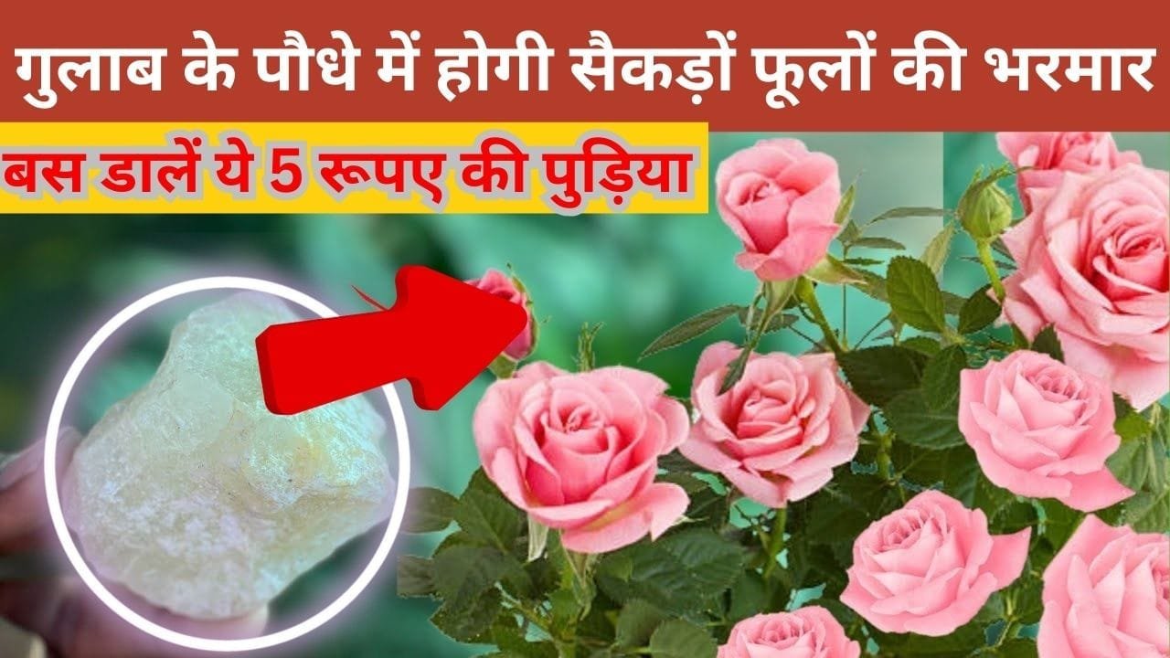 5 रूपए की पुड़िया से गुलाब के पौधे में होगी सैकड़ों फूलों की भरमार, दोगुना तेजी से बढ़ेगी पौधे की ग्रोथ खिलखिलाता रहेगा आपका बगीचा, जाने नाम