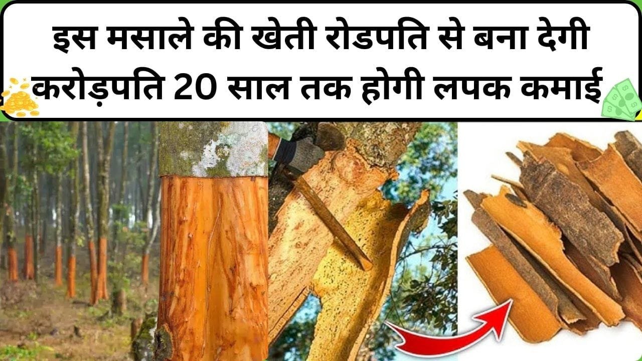 इस मसाले की खेती रोडपति से बना देगी करोड़पति, 20 साल तक होगी ताबड़तोड़ लपक कमाई बाजार में बिकता है 1 हजार रूपए किलो, जाने नाम