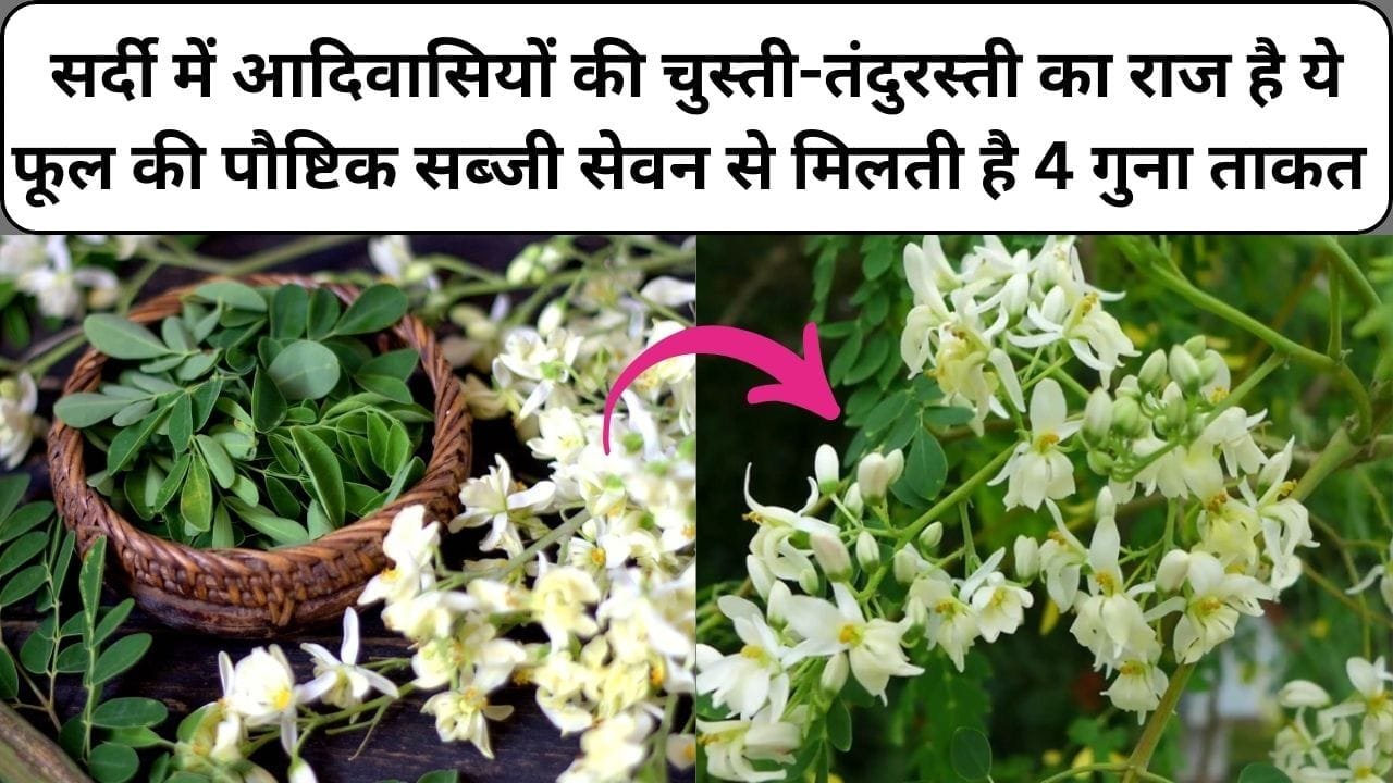 सर्दी में आदिवासियों की चुस्ती-तंदुरस्ती का राज है ये फूल की पौष्टिक सब्जी, सेवन से मिलती है चारगुना ताकत, जाने नाम और काम