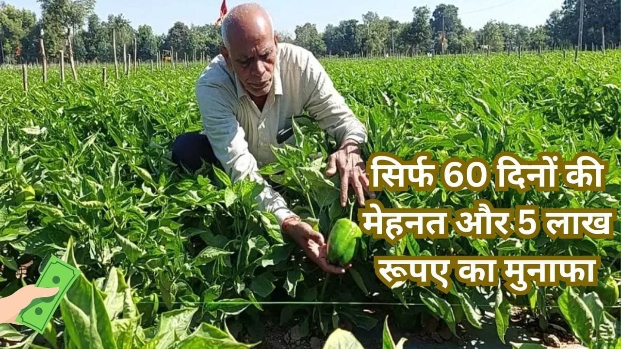 सिर्फ 60 दिनों की मेहनत और 5 लाख रूपए का मुनाफा, इस फसल की खेती से दूर होगी अब किसानों की टेंशन, मार्केट में है खूब डिमांड, जाने नाम
