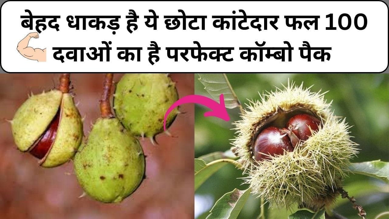 बेहद धाकड़ है ये छोटा कांटेदार फल, 100 दवाओं का है परफेक्ट कॉम्बो पैक सेवन से अंग-अंग बन जाएगा फौलादी, जाने नाम और काम