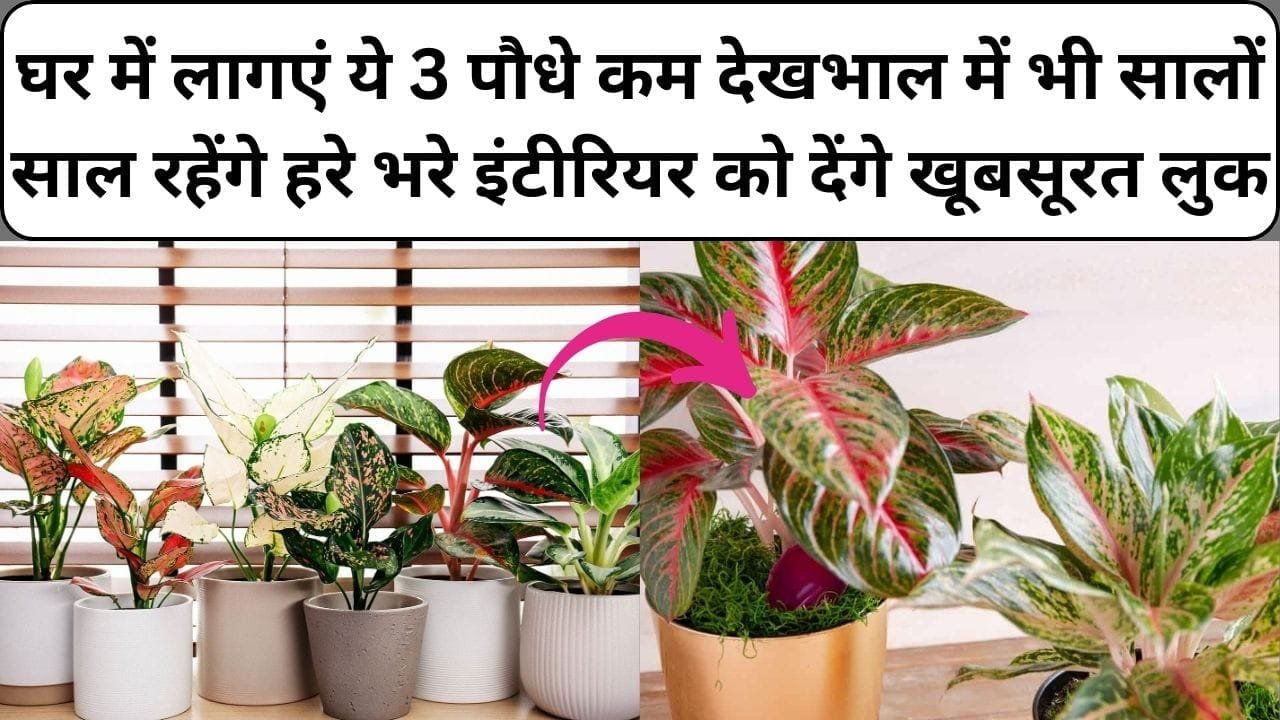 घर में जरूर लागएं ये 3 पौधे, बिना देखभाल के भी सालों साल रहेंगे हरे भरे घर के इंटीरियर को देंगे खूबसूरत बेहतरीन लुक, जाने नाम और काम
