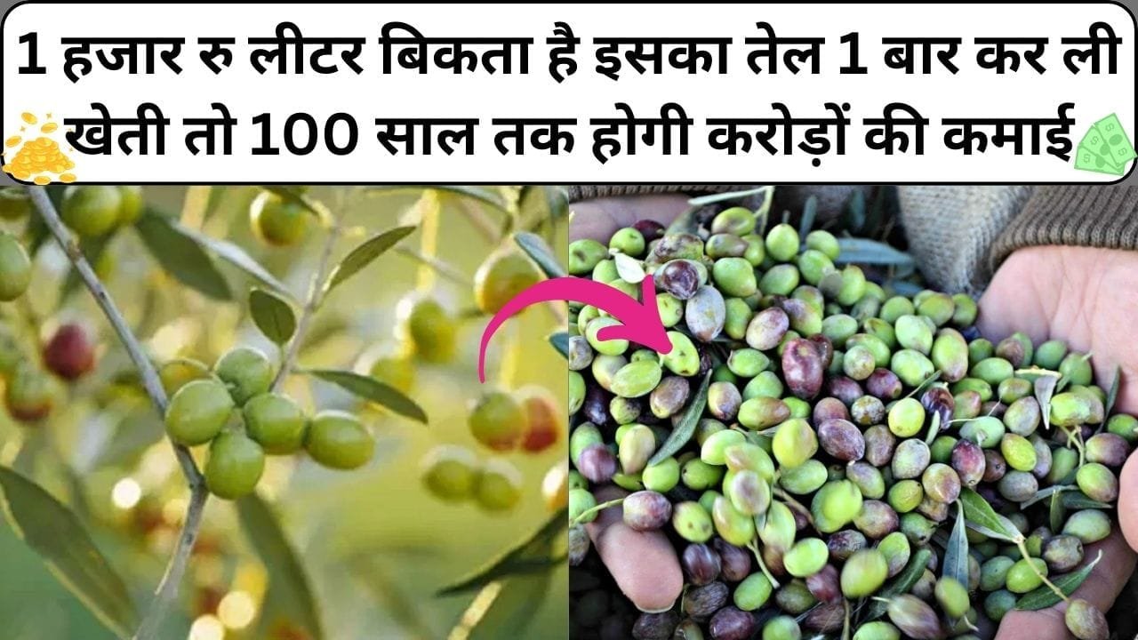 1 हजार रूपए लीटर बिकता है इस फल का तेल, एकबार कर ली खेती तो 100 साल तक घर बैठे होगी लाखों-करोड़ों की कमाई, जाने नाम और काम