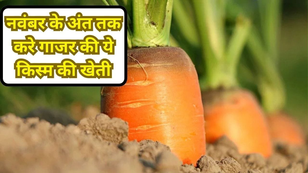नवंबर के अंत तक करे गाजर की ये किस्म की खेती, 90 दिनों में देगी तगड़ी पैदावार सेवन से आँखों की रोशनी होगी 4 गुना, जाने कौन सी किस्म है