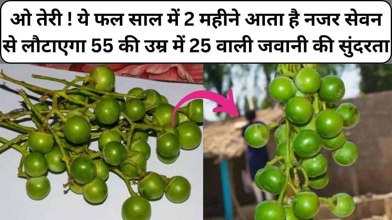 ओ तेरी ! ये फल साल में सिर्फ 2 महीने आता है नजर, सेवन से लौटाएगा 55 की उम्र में 25 वाली जवानी की सुंदरता, खेती से हो जाएगी मौज, जाने नाम