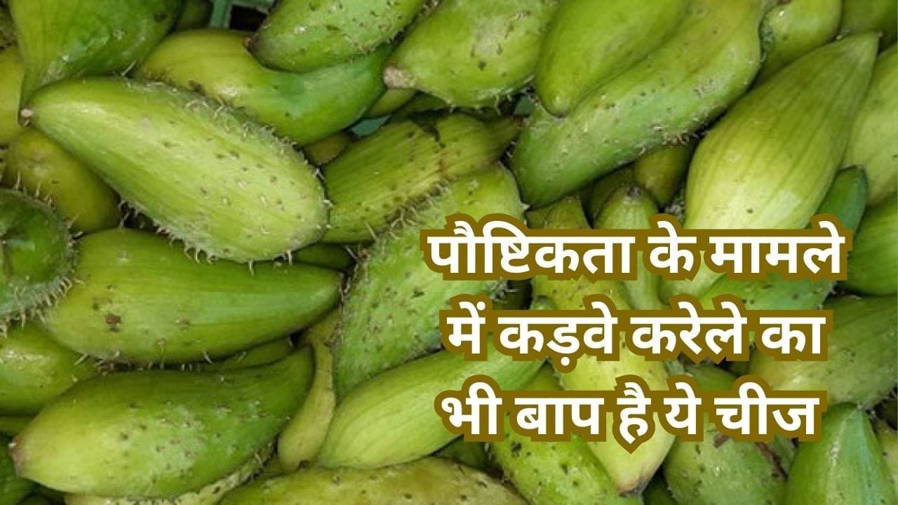 पौष्टिकता के मामले में कड़वे करेले का भी बाप है ये चीज, सेवन से मिलेगी 200 घोड़ों के जितनी फुर्ती पहाड़ी इलाकों में भी खेती से बन जाएंगे धन्ना सेट, जाने नाम