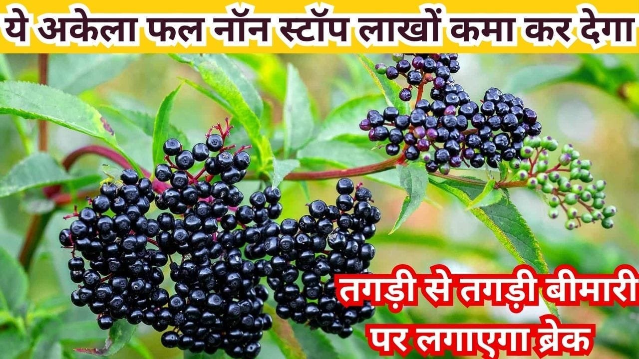 ये अकेला फल नॉन स्टॉप लाखों-करोड़ों कमा कर देगा, तगड़ी से तगड़ी बीमारी पर लगाएगा ब्रेक खेती से होगी सालों साल कमाई, जाने नाम और काम