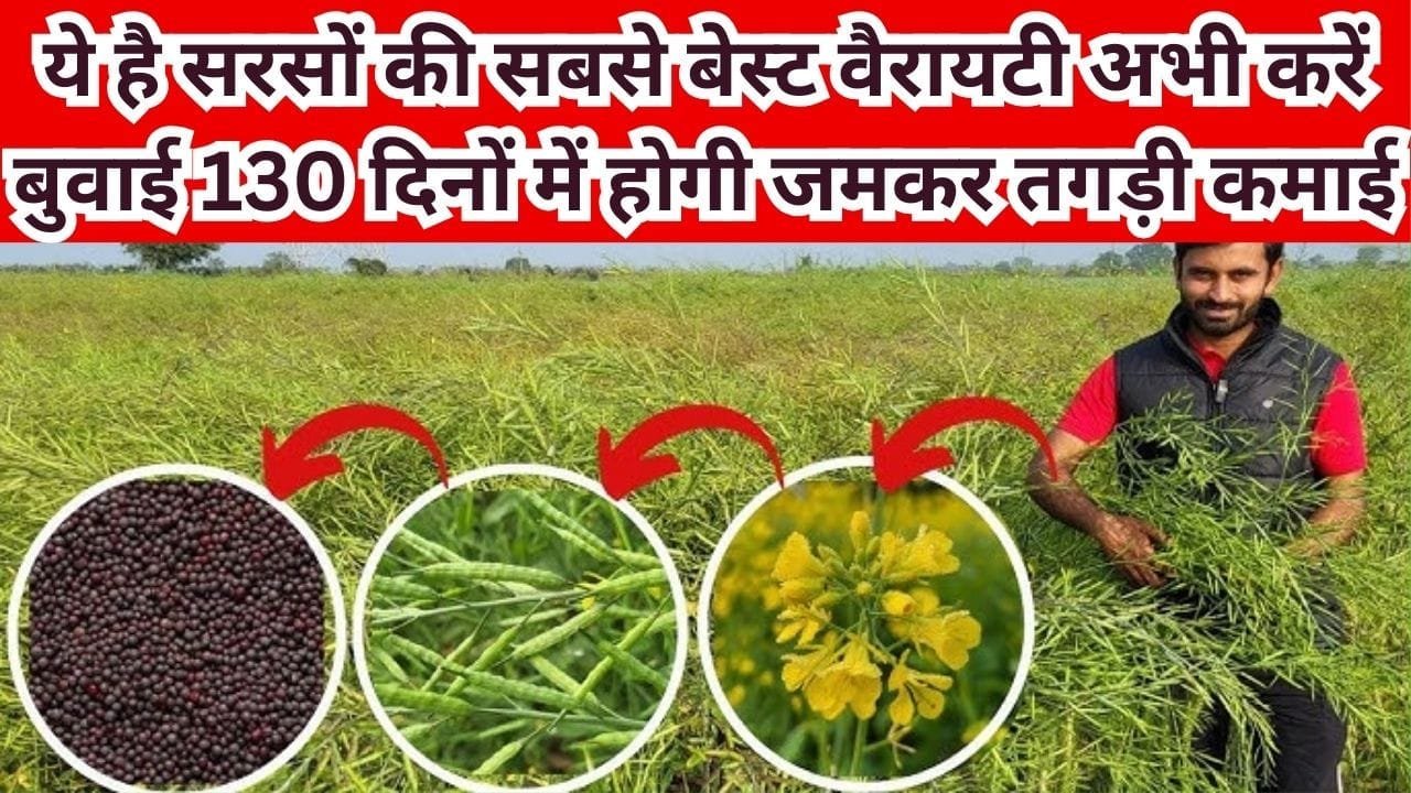 ये है सरसों की सबसे बेस्ट वैरायटी, फल्लियां बनने पर चटकर नीचे नहीं गिरता एक भी दाना अभी करें बुवाई 130 दिनों में होगी जमकर तगड़ी कमाई, जाने नाम