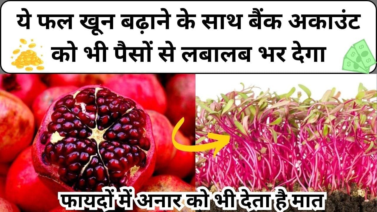 फायदों में अनार को भी मात देता है ये फल, खून बढ़ाने के साथ बैंक अकाउंट को भी पैसों से लबालब भर देगा, जाने नाम और काम