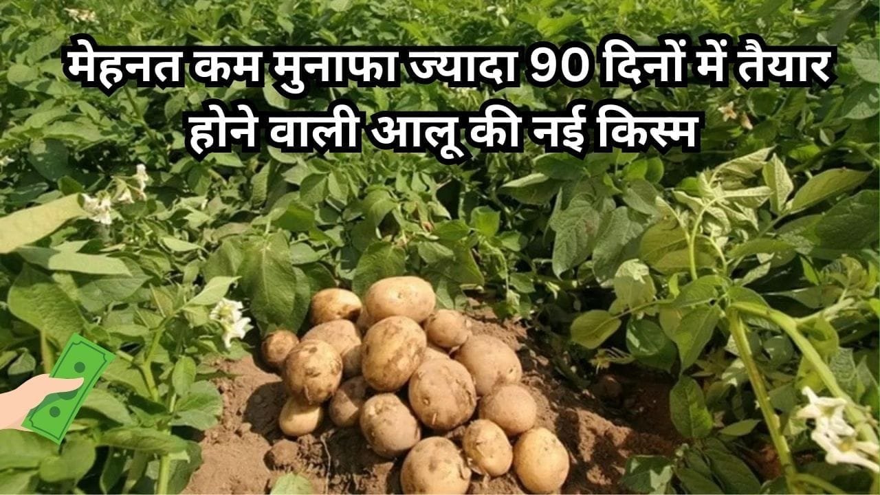 मेहनत कम मुनाफा ज्यादा, 90 दिनों में तैयार होने वाली आलू की ये किस्म करेगी मालामाल सर्दियों में बढ़ जाती है दोगुनी डिमांड, जाने नाम