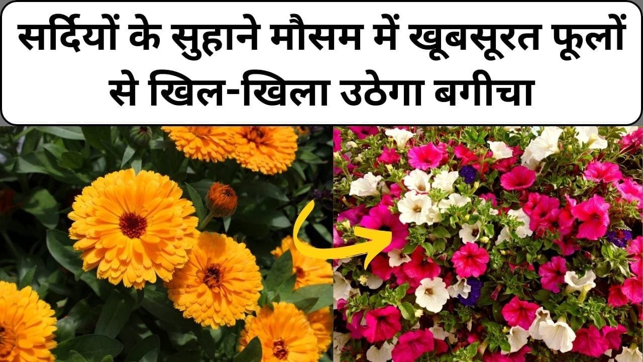 सर्दियों के सुहाने मौसम में खूबसूरत फूलों से खिल-खिला उठेगा बगीचा, बिना देर किए आज ही नर्सरी से लाए ये 4 पौधे, जाने कौन से पौधे है
