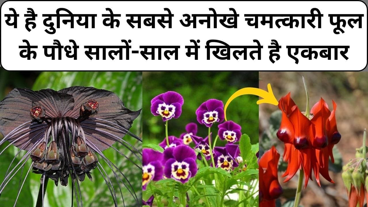 ये है दुनिया के सबसे अनोखे चमत्कारी फूल के पौधे, सालों-साल में खिलते है एकबार देश विदेश से आते है लोग देखने, जाने नाम और काम