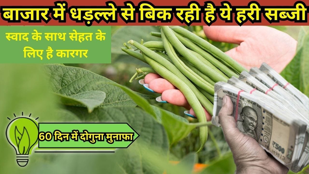 बाजार में धड़ल्ले से बिक रही है ये हरी सब्जी, स्वाद के साथ सेहत के लिए है कारगर खेती से होता है 60 दिन में दोगुना मुनाफा, जाने नाम और काम