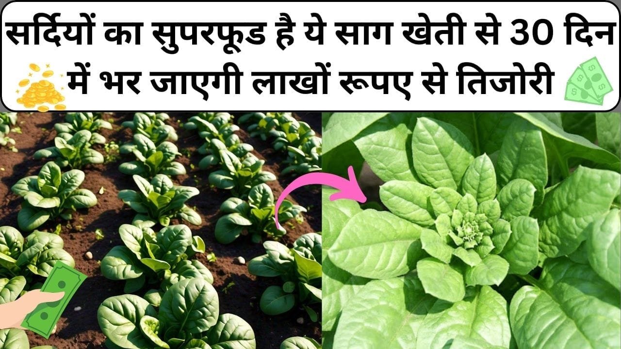सर्दियों का सुपरफूड है ये हरे पत्ते का साग, आयरन का है भरपूर खजाना खेती से 30 दिनों में भर जाएगी लाखों रूपए से तिजोरी, जाने बुवाई का तरीका