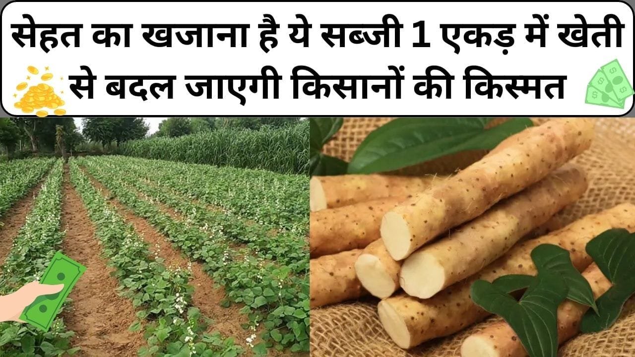 सेहत का खजाना है ये सब्जी, कूट-कूट कर भरे है पोषक तत्व 1 एकड़ में खेती से बदल जाएगी किसानों की किस्मत, जाने नाम और काम