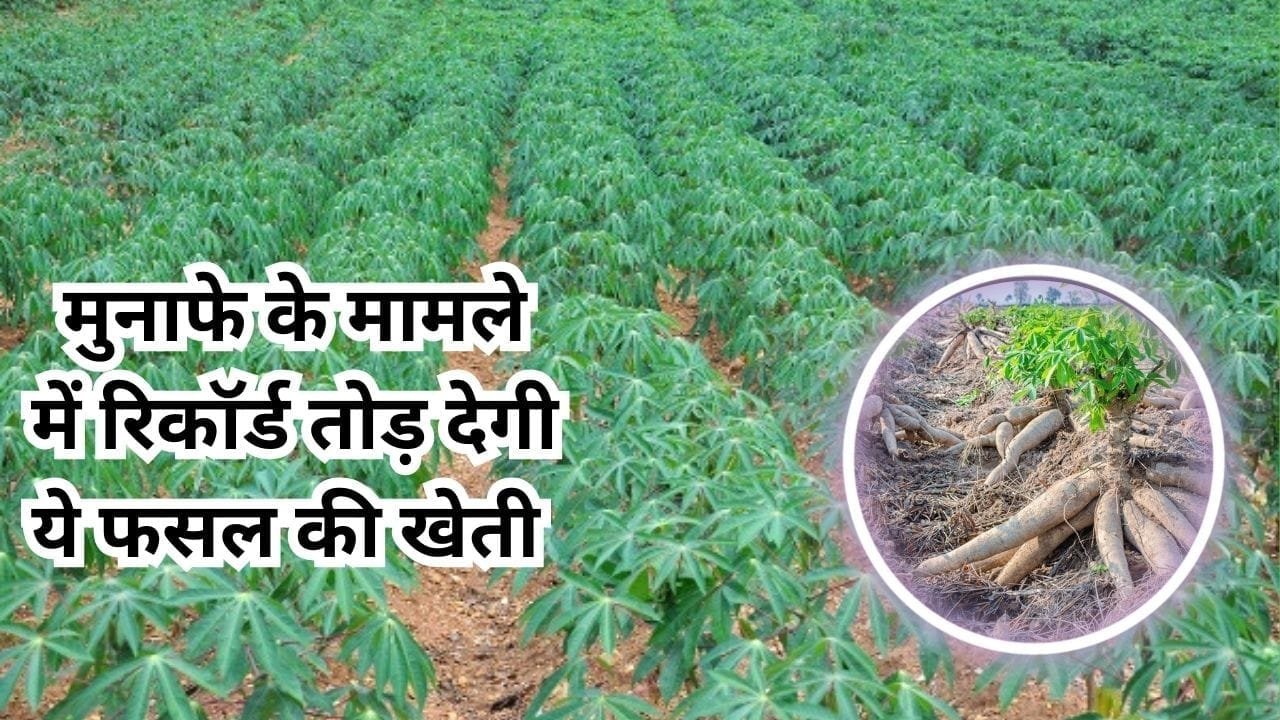 मुनाफे के मामले में रिकॉर्ड तोड़ देगी ये फसल की खेती, एकबार लगाओ लाखों रूपए कमाओ जड़ से बनता है साबूदाना, जाने नाम और काम