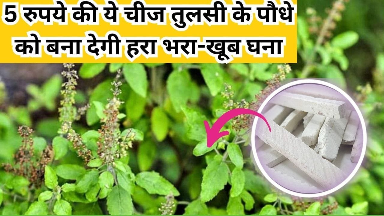 Gardening tips: ये 5 रुपये की चीज तुलसी के पौधे को बना देगी हरा भरा-खूब घना, सूखे पौधे में निकलेगी हरी-हरी पत्तियां, जाने नाम और काम
