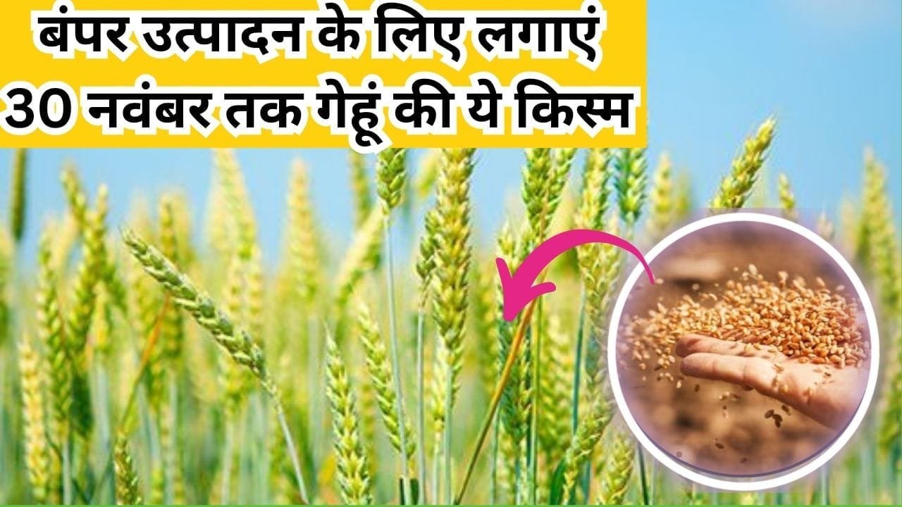 बंपर उत्पादन के लिए लगाएं 30 नवंबर तक गेहूं की ये किस्म, ओवरलोड हो जाएगा गोदाम एक सीजन में ही मालामाल हो जाएंगे किसान, जाने नाम