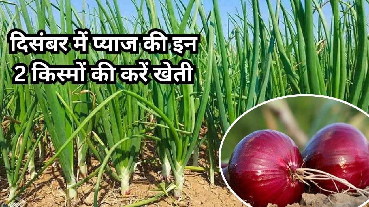 दिसंबर में प्याज की इन 2 किस्मों की करें खेती, 1 बीघा में होगी छप्परफाड़ पैदावार खेती से बना देगी धन्ना सेठ, जाने कौन-सी किस्म है