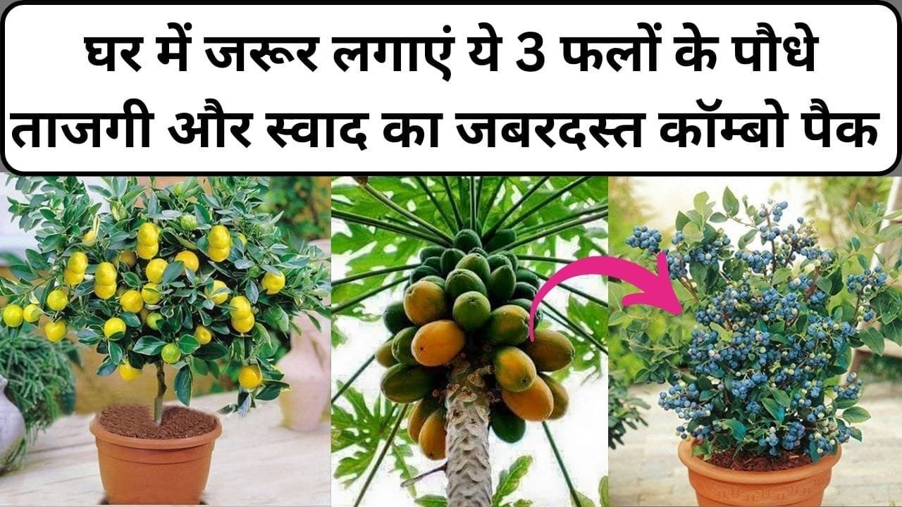 Gardening tips: घर में जरूर लगाएं ये 3 फलों के पौधे, ताजगी और स्वाद का जबरदस्त कॉम्बो पैक सेहत भी रहेगी तंदुरस्त, जाने नाम