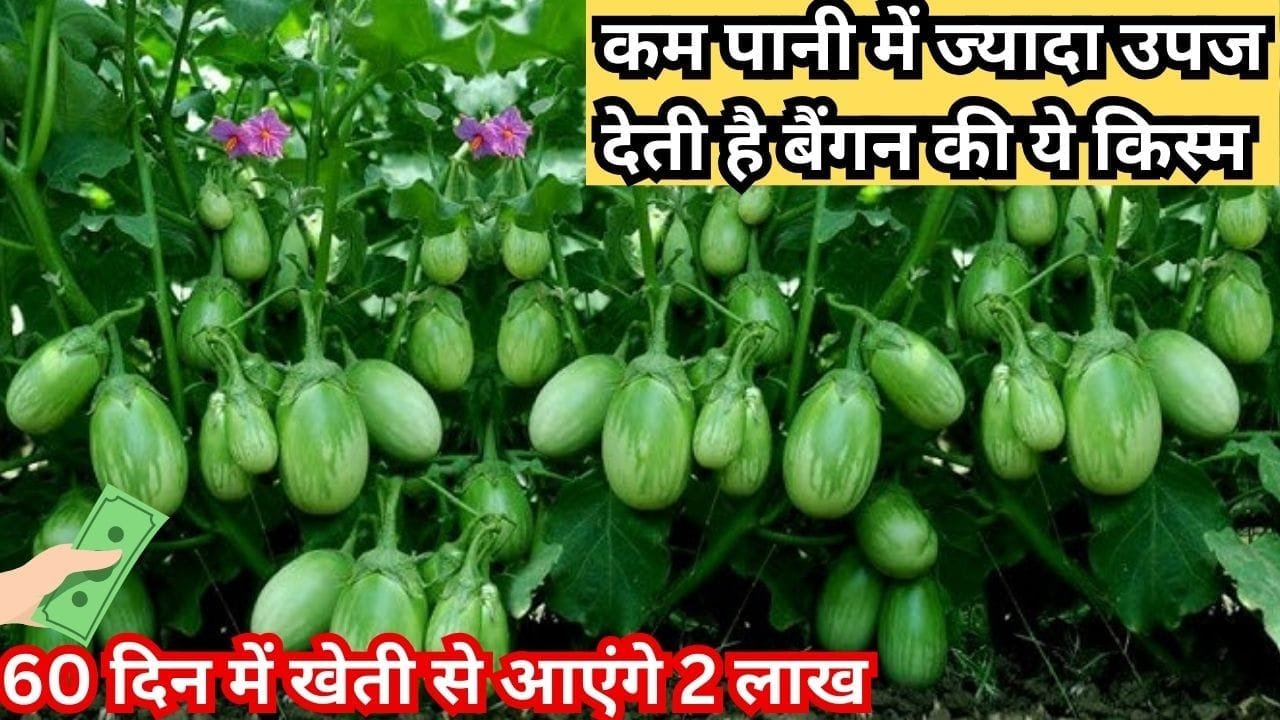 कम पानी में ज्यादा उपज देती है बैंगन की ये किस्म, किसानों के लिए है फायदे का तगड़ा सौदा 60 दिन में खेती से आएंगे 2 लाख रुपये, जाने नाम