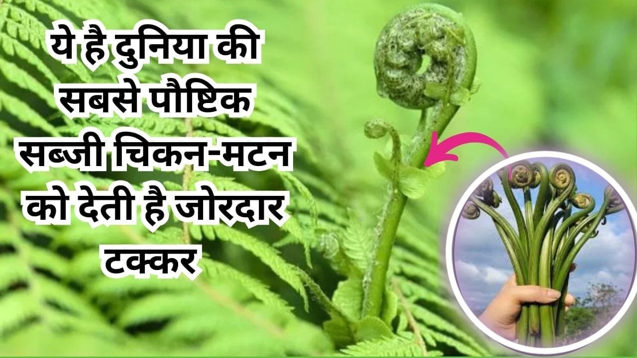 ये है दुनिया की सबसे पौष्टिक सब्जी, चिकन-मटन को देती है जोरदार टक्कर खेती से होगी ताबड़तोड़ आमदनी, जाने नाम और काम