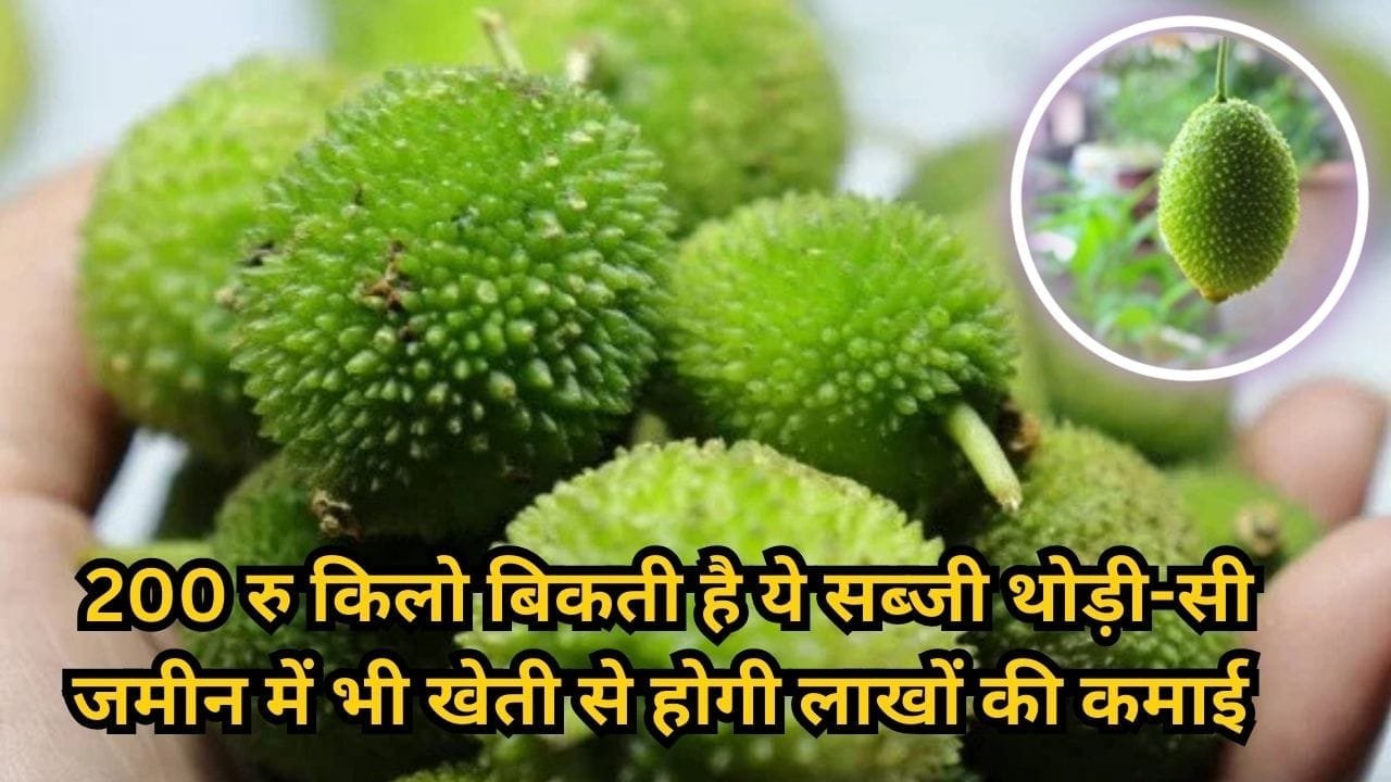 200 रूपए किलो बिकती है ये जंगली सब्जी, थोड़ी-सी जमीन में भी खेती से होगी लाखों की कमाई समेत बंपर पैदावार, जाने नाम और काम