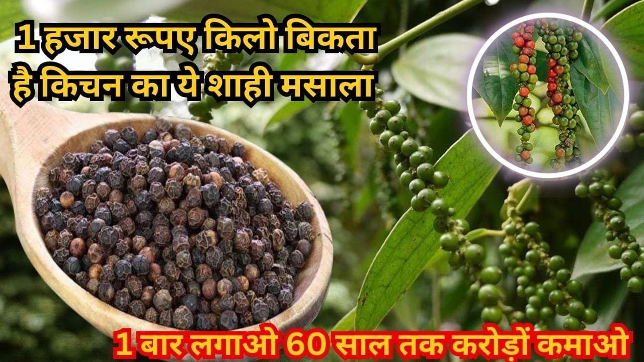 1 हजार रूपए किलो बिकता है किचन का ये शाही मसाला, एकबार लगाओ 60 साल तक करोड़ों कमाओ हर घर में है भरपूर डिमांड, जाने नाम और काम