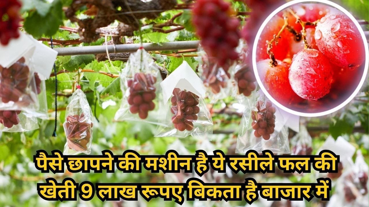 पैसे छापने की मशीन है ये रसीले फल की खेती, 9 लाख रूपए बिकता है बाजार में दुनिया के सबसे महंगे फलों में होती है गिनती, जाने नाम