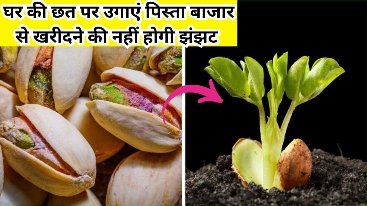 घर की छत पर उगाएं पिस्ता का पौधा, बाजार से 1500 रु किलो बिकने वाला पिस्ता खरीदने की नहीं होगी झंझट फ्री में हो जाएगा काम, जाने प्रोसेस
