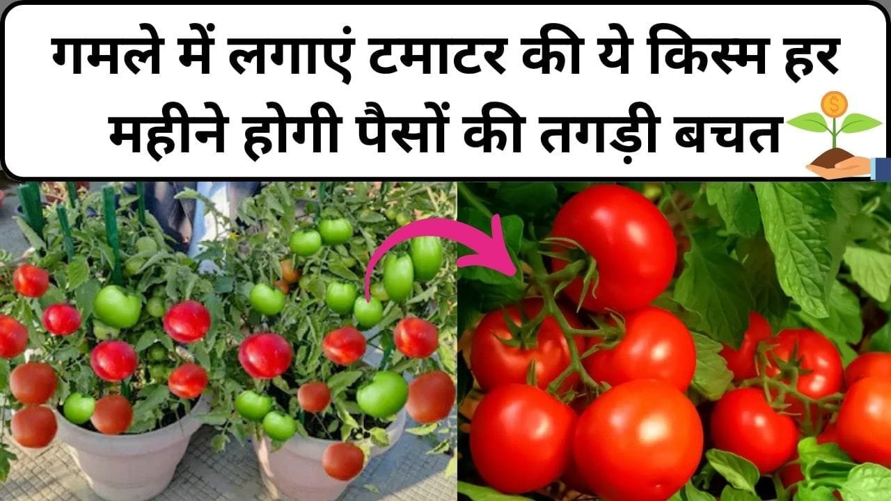 Gardening tips: गमले में लगाएं टमाटर की ये किस्म, हर महीने होगी पैसों की तगड़ी बचत गुच्छों में लद कर लगेंगे टमाटर, जाने नाम