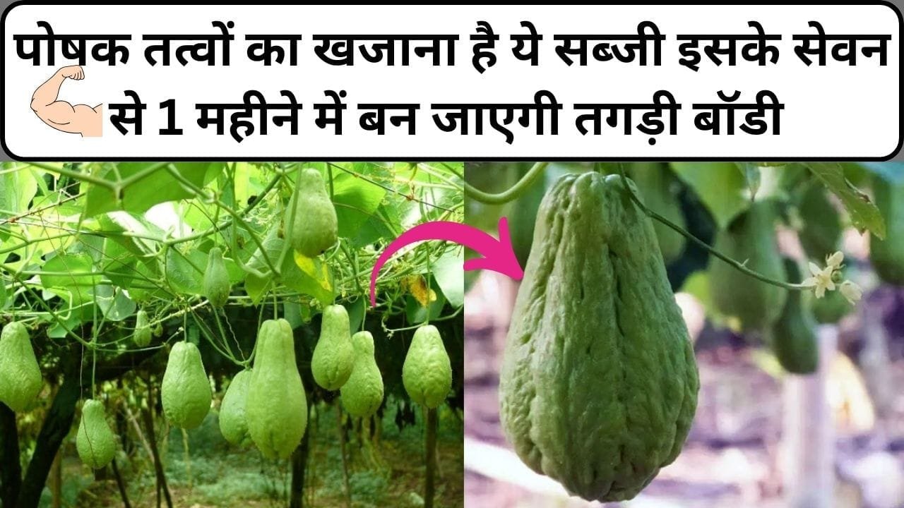 पोषक तत्वों का खजाना है ये सब्जी, इसके सेवन से 1 महीने में बन जाएगी तगड़ी बॉडी खेती से लग जाएगी बंपर लॉटरी, जाने नाम और काम