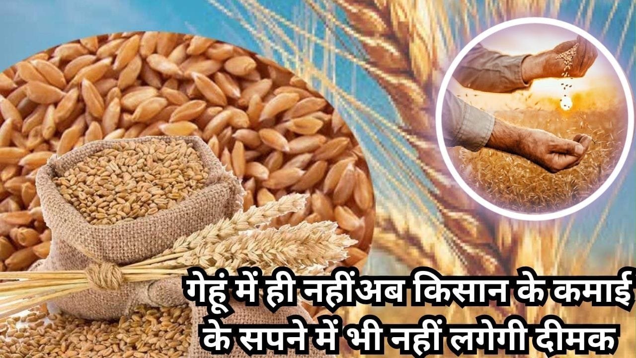 गेहूं में ही नहीं अब किसान के कमाई के सपने में भी नहीं लगेगी दीमक, इस वैरायटी की करें खेती बंपर होगी पैदावार, जाने नाम और बुवाई का तरीका