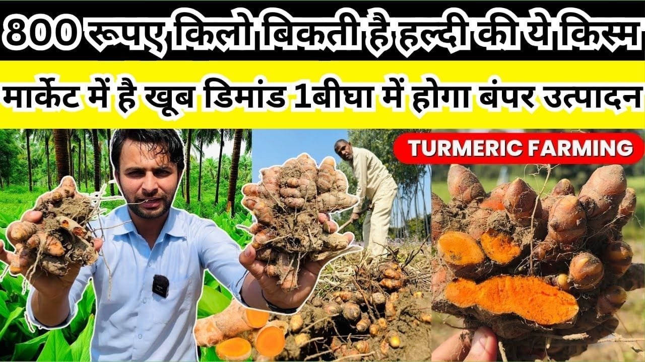 800 रूपए किलो बिकती है हल्दी की ये किस्म, मार्केट में सालभर रहती है खूब डिमांड 1 बीघा में होगा बंपर उत्पादन, जाने नाम और काम