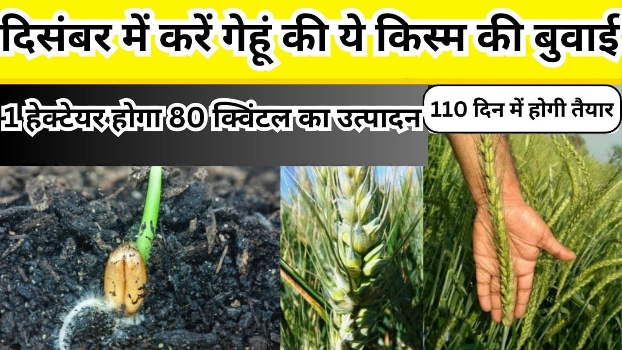 दिसंबर में करें गेहूं की ये किस्म की बुवाई, प्रति हेक्टेयर होगा 80 क्विंटल का बंपर उत्पादन सिर्फ 110 दिन में पककर हो जाती है तैयार, जाने नाम