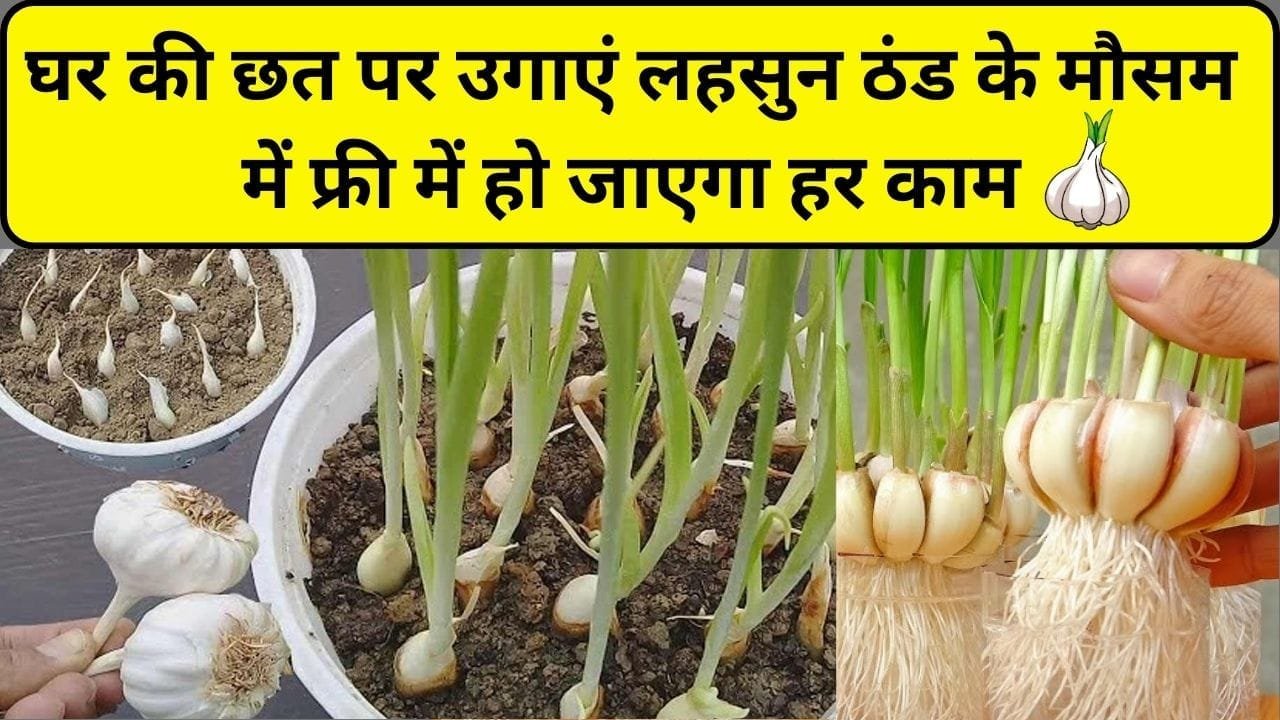 Gardening tips: घर की छत पर उगाएं लहसुन, बाजार से महंगा लहसुन खरीदने की नहीं होगी झंझट विंटर में फ्री में हो जाएगा हर काम, जाने तरीका