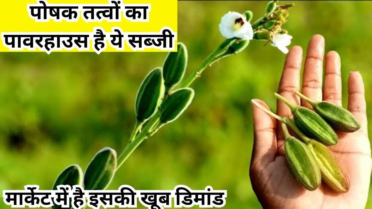 पोषक तत्वों का पावरहाउस है ये सब्जी, स्वाद के साथ सेहत का भी रखती है जबरदस्त ख्याल मार्केट में है खूब डिमांड, जाने नाम और काम
